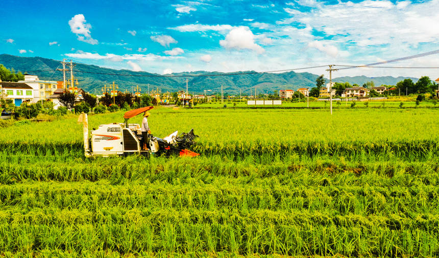 村民在重慶市墊江縣沙坪鎮畢橋村高標准農田水稻基地用農機收割水稻。龔長浩攝